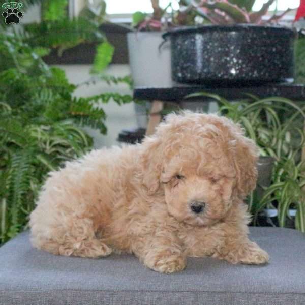 Otto, Bich-Poo Puppy