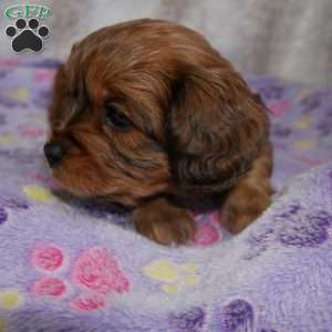 Knight, Cavapoo Puppy
