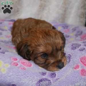 Knight, Cavapoo Puppy