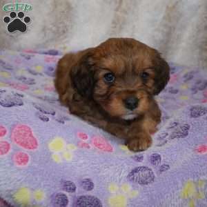 Knight, Cavapoo Puppy