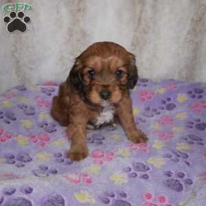 Knight, Cavapoo Puppy