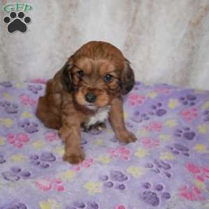 Knight, Cavapoo Puppy