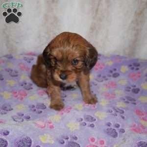 Knight, Cavapoo Puppy
