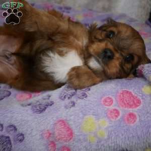 Knight, Cavapoo Puppy