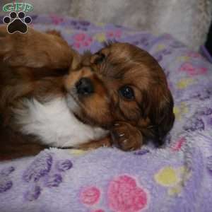 Knight, Cavapoo Puppy