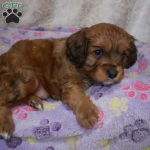 Knight, Cavapoo Puppy