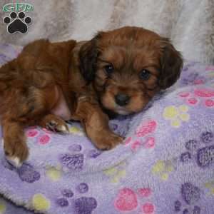 Knight, Cavapoo Puppy