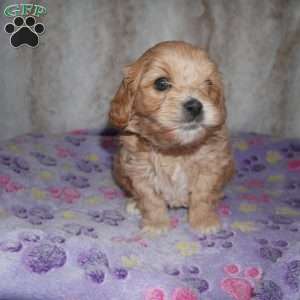 Noble, Cavapoo Puppy