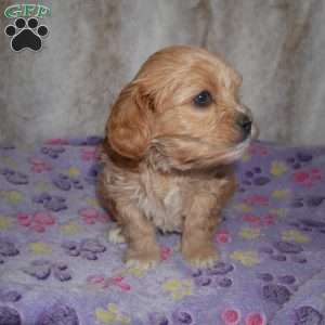 Noble, Cavapoo Puppy