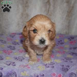 Noble, Cavapoo Puppy