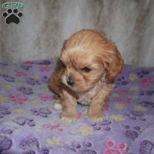 Noble, Cavapoo Puppy