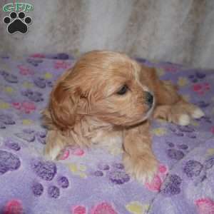Noble, Cavapoo Puppy