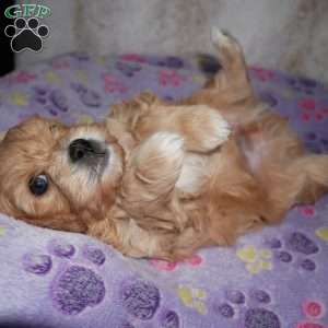 Noble, Cavapoo Puppy