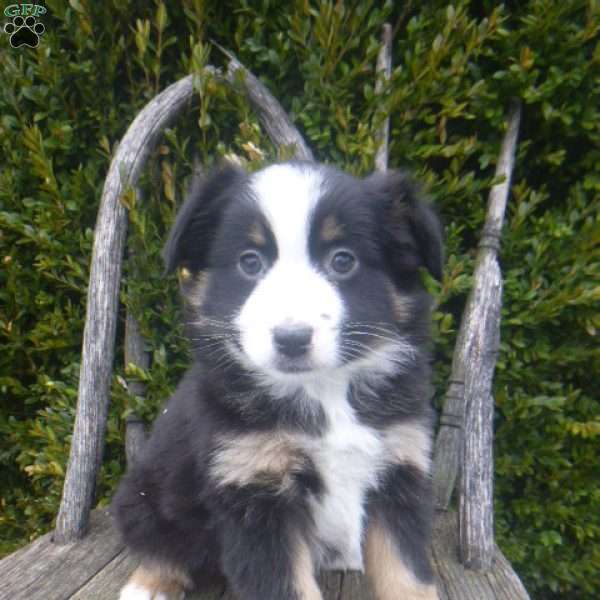 Neva, Miniature Australian Shepherd Puppy