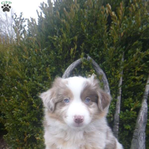 Navada, Miniature Australian Shepherd Puppy