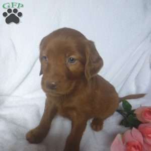 Peach, Golden Irish Puppy