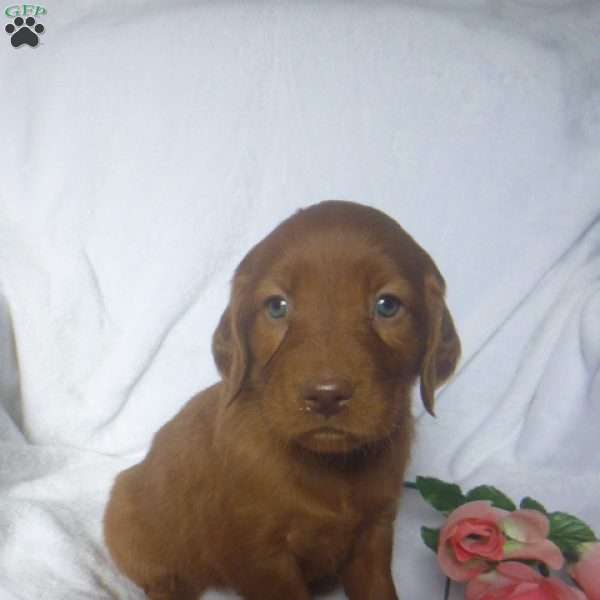 Peach, Golden Irish Puppy