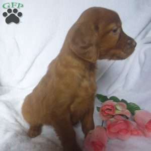 Peach, Golden Irish Puppy