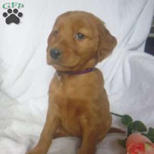 Passion, Golden Irish Puppy