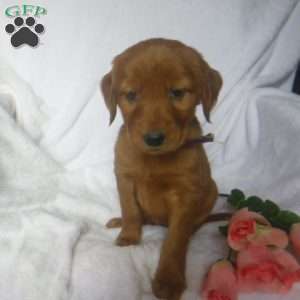 Passion, Golden Irish Puppy