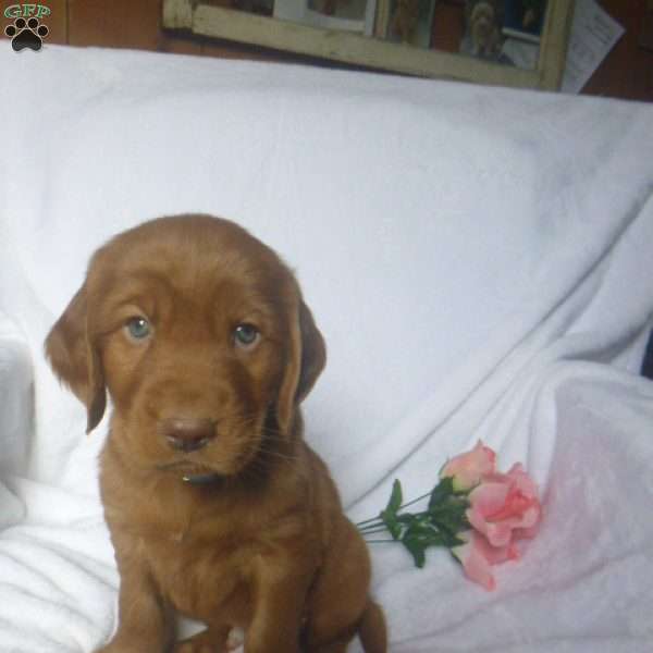 Phineas, Golden Irish Puppy