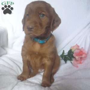 Phineas, Golden Irish Puppy