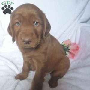 Phineas, Golden Irish Puppy