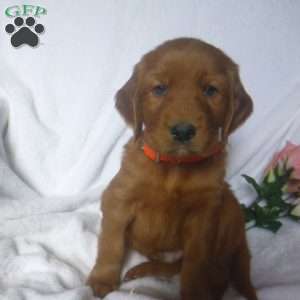 Prince, Golden Irish Puppy