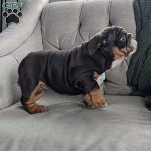 Luna, English Bulldog Puppy