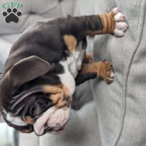 Luna, English Bulldog Puppy
