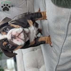 Luna, English Bulldog Puppy