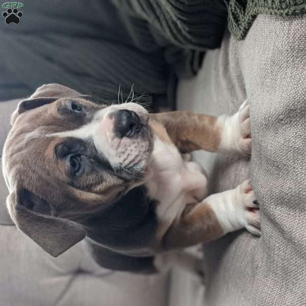 Carter, English Bulldog Mix Puppy