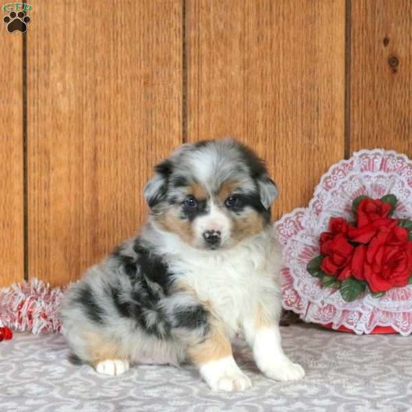 Pace, Miniature Australian Shepherd Puppy