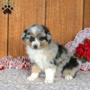 Pace, Miniature Australian Shepherd Puppy