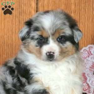 Pace, Miniature Australian Shepherd Puppy