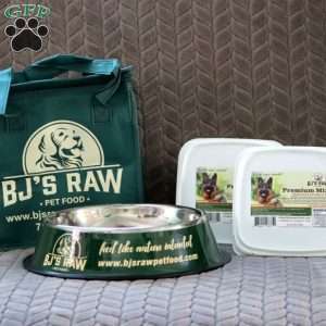 Bryce, Bernedoodle Puppy