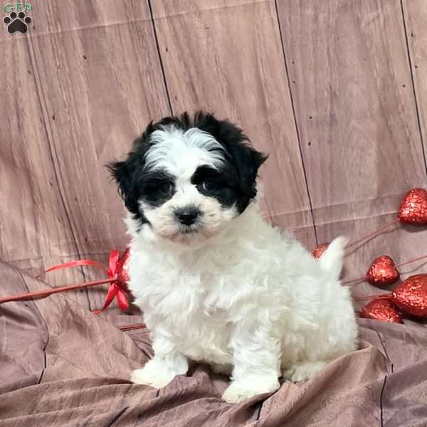 Paige, Teddy Bear Puppy