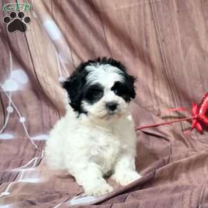 Paige, Teddy Bear Puppy