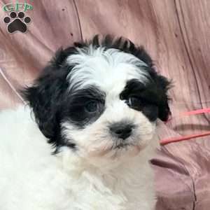 Paige, Teddy Bear Puppy