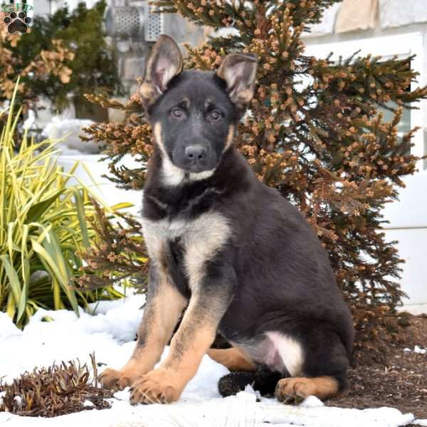 Paisley, German Shepherd Puppy