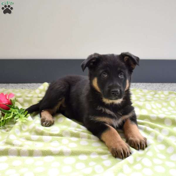 Paisley, German Shepherd Puppy