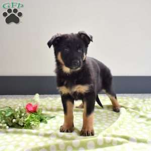 Paisley, German Shepherd Puppy