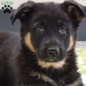 Paisley, German Shepherd Puppy