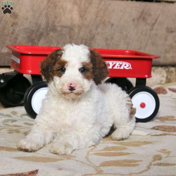 Pansy, Miniature Poodle Mix Puppy