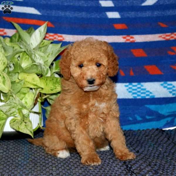 Pansy, Mini Goldendoodle Puppy