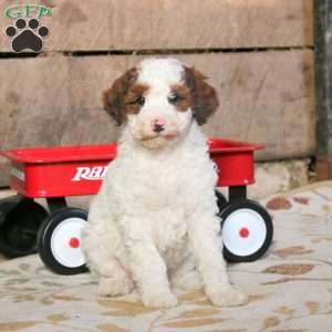 Pansy, Miniature Poodle Mix Puppy