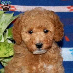 Pansy, Mini Goldendoodle Puppy