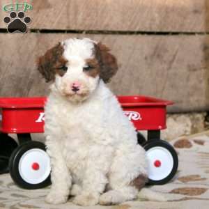 Pansy, Miniature Poodle Mix Puppy