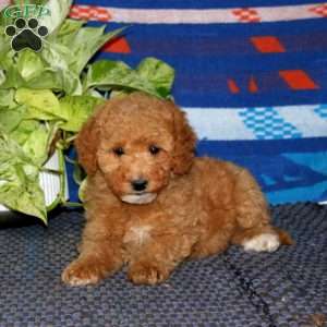 Pansy, Mini Goldendoodle Puppy