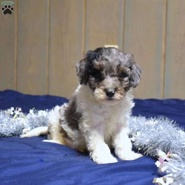 Parker, Cockapoo Puppy